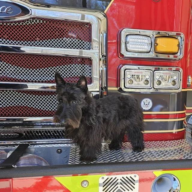 Un Scottish Terrier sur un camion de pompier et semblant détendu