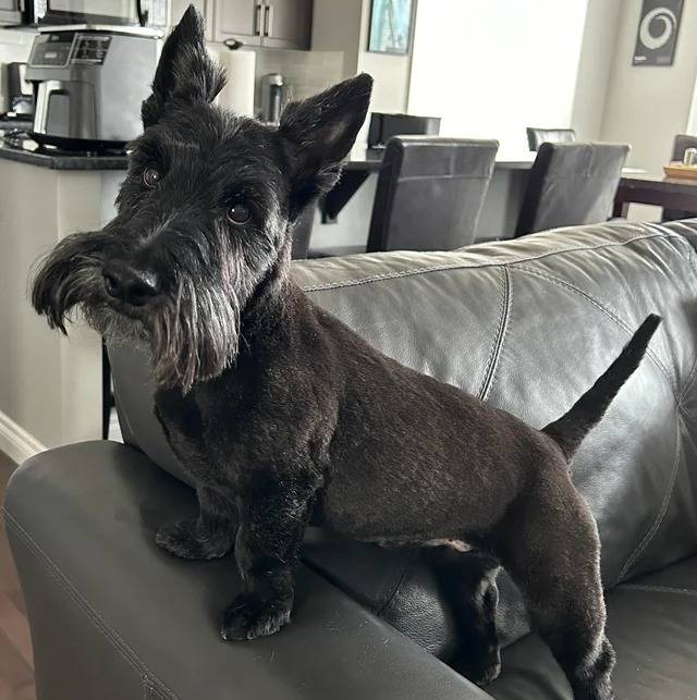 Un Scottish Terrier sur un canapé 