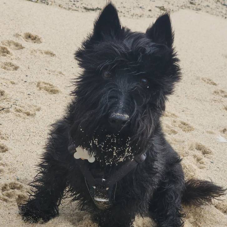 Un Scottish Terrier assis sur une surface sableuse et portant un harnais 