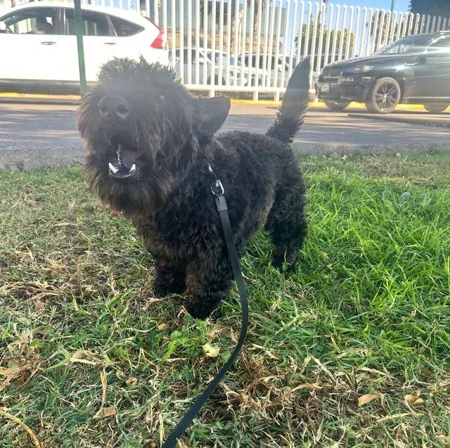 Un Scottish Terrier sur un terrain herbeux et qui est tenu en laisse 