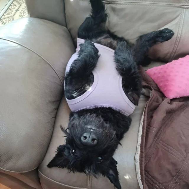 Photo Scottish Terrier