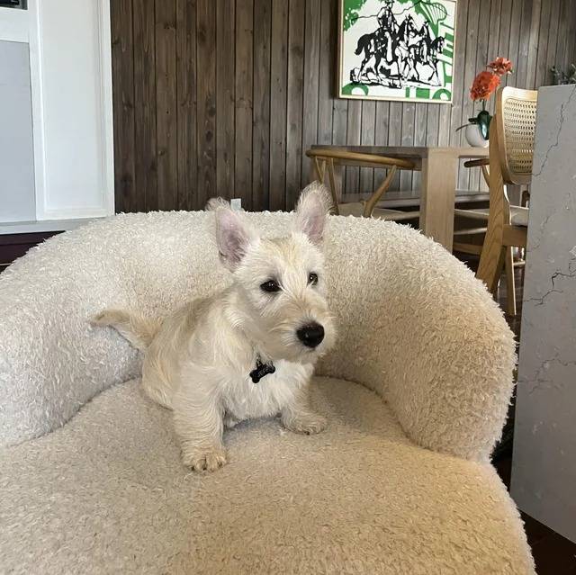 Un Scottish Terrier assis sur un fauteuil et portant un collier autour du cou