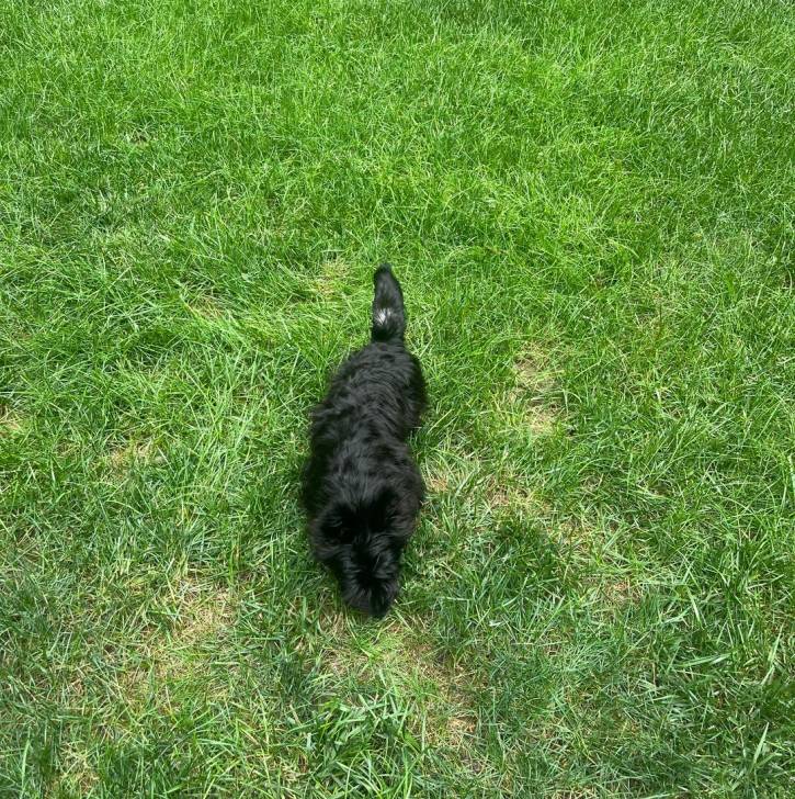 Un Scottish Terrier allongé sur une surface gazonnée 