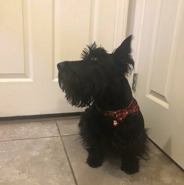 Un Scottish Terrier assis sur un sol carrelé et portant un collier autour du cou