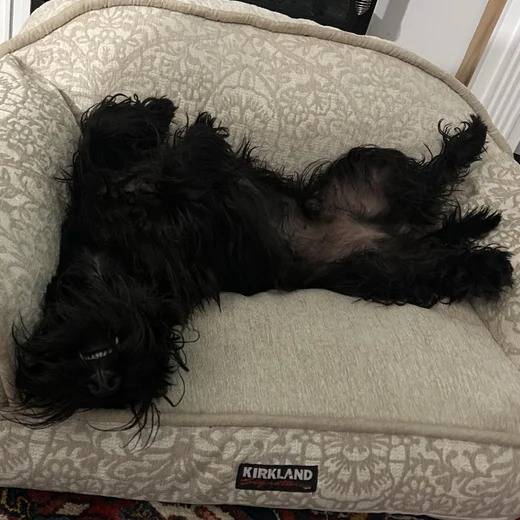 Un Scottish Terrier allongé sur le dos dans un panier 