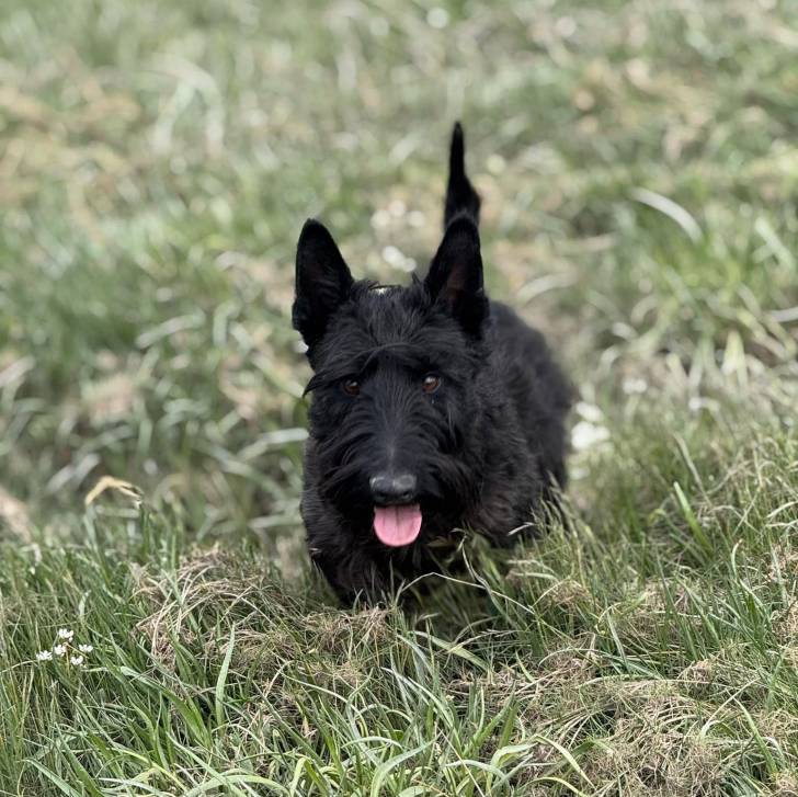 Un Scottish Terrier sur une surface herbacée et tirant la langue 