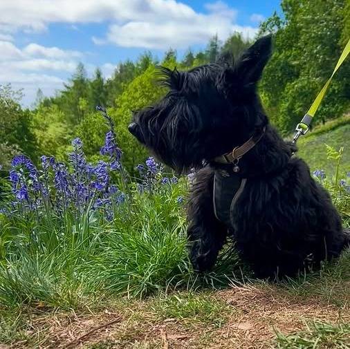 Un Scottish Terrier assis sur une surface herbacée et qui est tenu en laisse 