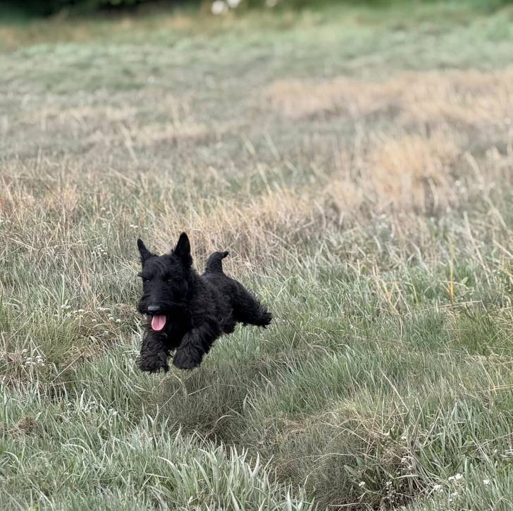 Un Scottish Terrier 