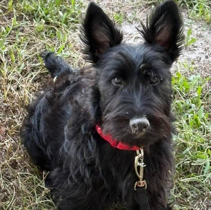 Un Scottish Terrier regardant vers la caméra et qui est tenu en laisse 