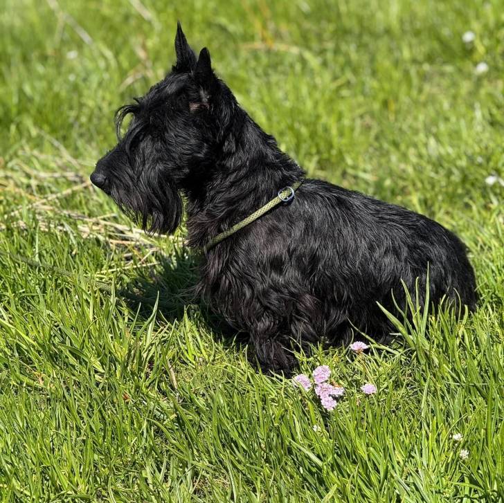 Un Scottish Terrier assis sur une surface herbacée et qui est tenu en laisse 
