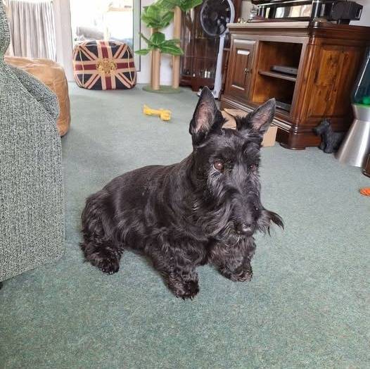 Un Scottish Terrier assis sur une moquette et semblant détendu 