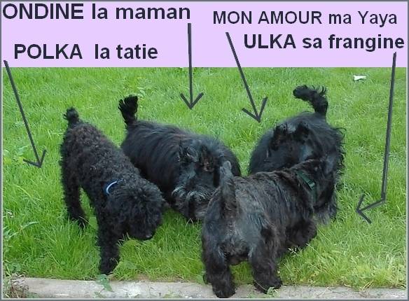Ondine Ulka Mi Amor et Polka - Scottish Terrier (Autre)