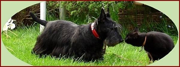 Ondine et Amulette - Scottish Terrier (Autre)