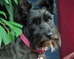 Dixie - Scottish Terrier Femelle (20 ans)