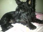 Zorro - Scottish Terrier Mâle (1 an)