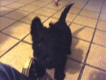 Ikki - Scottish Terrier Mâle (4 mois)