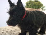 Figaro - Scottish Terrier Femelle (2 ans)