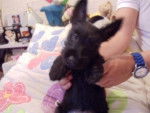 Tom - Scottish Terrier Mâle (4 mois)