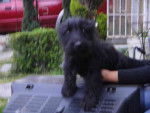 Tom - Scottish Terrier Mâle (4 mois)