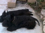 Papis de Tom - Scottish Terrier (3 ans)