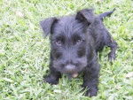 Tom - Scottish Terrier Mâle (4 mois)