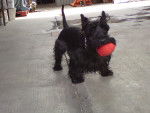 Jr - Scottish Terrier Mâle (5 ans)