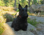 Cookies - Scottish Terrier Femelle (6 ans)