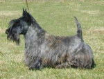 Scottish Terrier - Scottish Terrier
