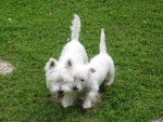 WEST HIGLAND WHITE TERRIER SCOTTIE ET CORK - Scottish Terrier