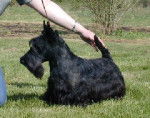 SCOTTISH TERRIER DD PASSE PARTOUT DE GLENDERRY - Scottish Terrier Mâle