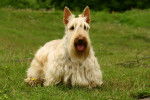 Photo Scottish Terrier