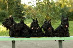 Photo Scottish Terrier