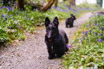 Photo Scottish Terrier