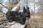 Photo Scottish Terrier