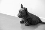 Photo Scottish Terrier