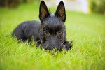Photo Scottish Terrier
