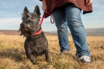 Photo Scottish Terrier