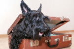 Photo Scottish Terrier