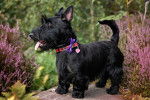 Un Scottish Terrier noir dans un jardin fleuri