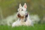 Un Scottish Terrier blanc allongé dans l'herbe