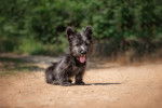 Photo Scottish Terrier