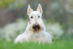 Photo Scottish Terrier