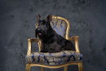 Photo Scottish Terrier