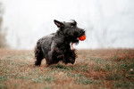 Photo Scottish Terrier