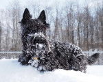 Un Scottish Terrier  allongé sur une surface enneigée