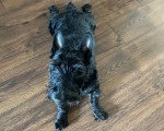 Un Scottish Terrier allongé sur un plancher et regardant vers la caméra