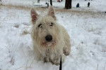 Un Scottish Terrier sur une surface enneigée et qui est tenu en laisse 