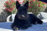 Un Scottish Terrier allongé et regardant vers la caméra 