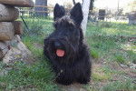 Un Scottish Terrier tirant la langue et qui est tenu en laisse 