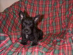 lyla - Scottish Terrier Femelle (1 an)